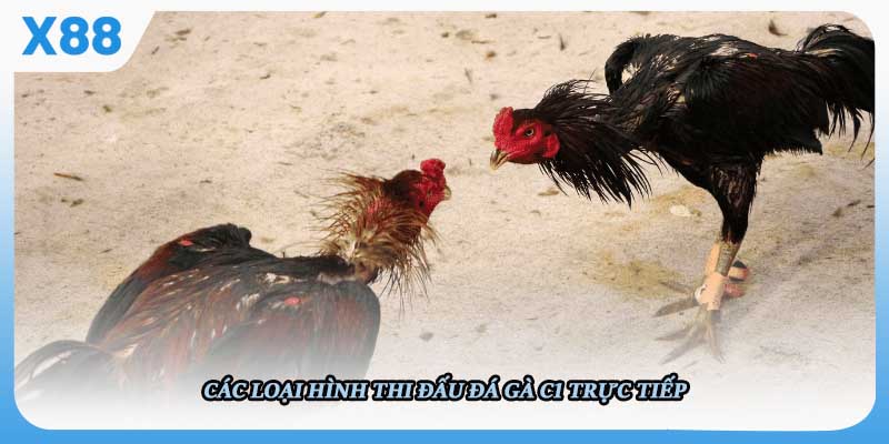 Hướng dẫn tham gia đá gà mạng tại X88